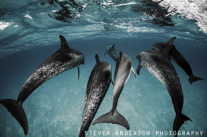 Catch me if you can!!!! We encountered a pod of 30 Atlant... by Steven Anderson 